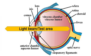 diagram of the Transillumination Eye Test